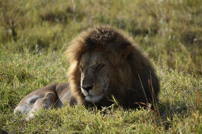 06 Days Kenya LuxuryLodge Safari - Key highlights you’ll actually care about