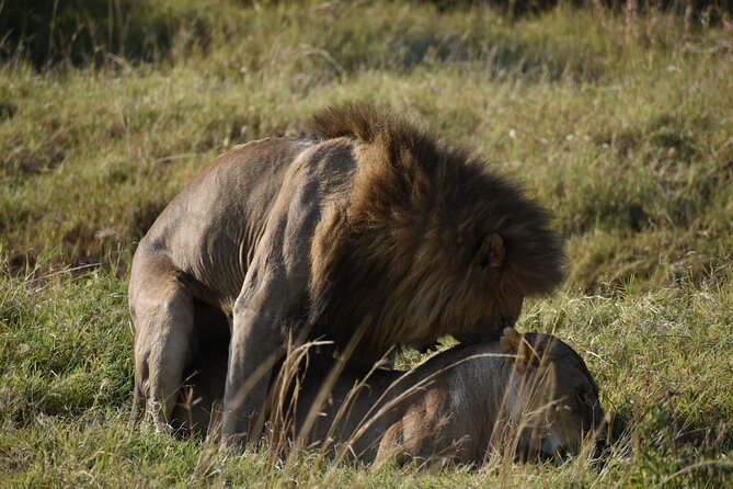 06 Days Kenya LuxuryLodge Safari - Day 1 into Maasai Mara: Rift Valley views, Narok refueling, lodge time