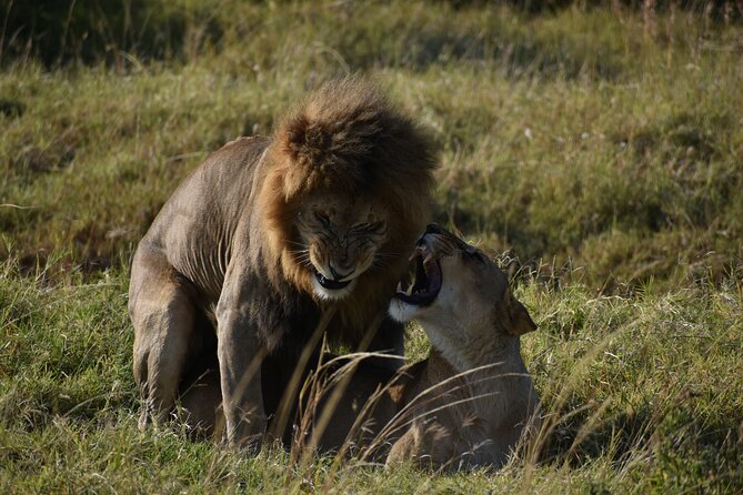 06 Days Kenya LuxuryLodge Safari - Day 5 Amboseli in full: swamp grounds, elephants, hippos, and Kilimanjaro