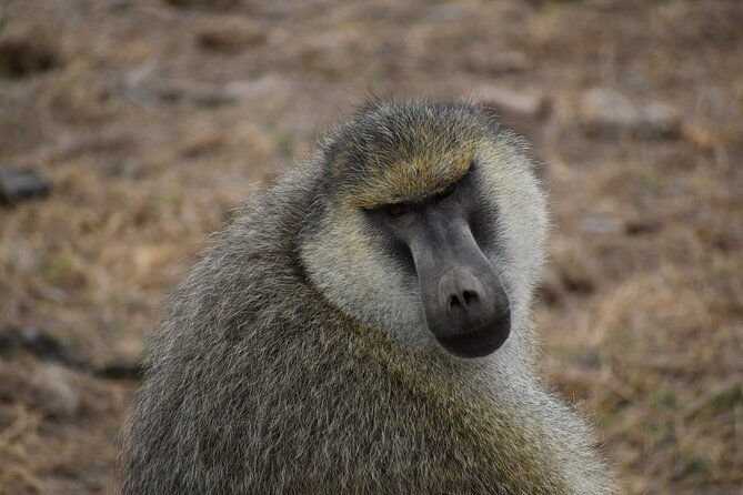 06 Days Kenya LuxuryLodge Safari - Day 6 morning drives then back to Nairobi