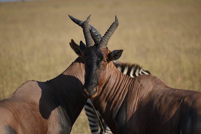06 Days Kenya LuxuryLodge Safari - Day 2 full-day Maasai Mara drives plus the hippo pool picnic