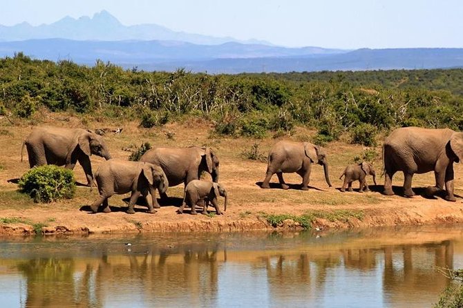 1 Day Amboseli Classic Safari Tour package,bruno safaris Kenya - Door-to-door Nairobi pickup: the real time saver