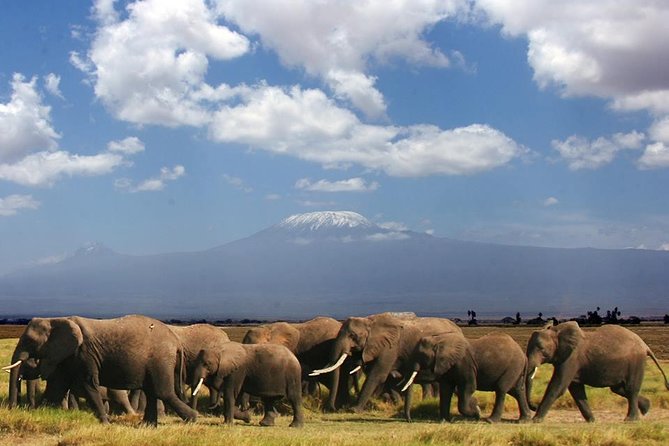 1-Day Amboseli Safari - Quick reasons this 1-Day Amboseli Safari works