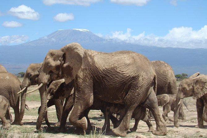1-Day Amboseli Safari - Price and value: what $473 buys you, and what to budget extra