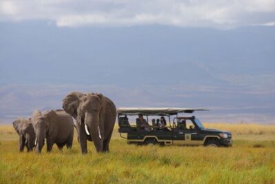 1-Day Amboseli Safari