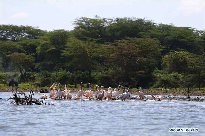 1 Day Bike Tour to Hell’s Gate And Lake Naivasha - Lake Naivasha boat tour: hippos at the surface and flamingos in pink