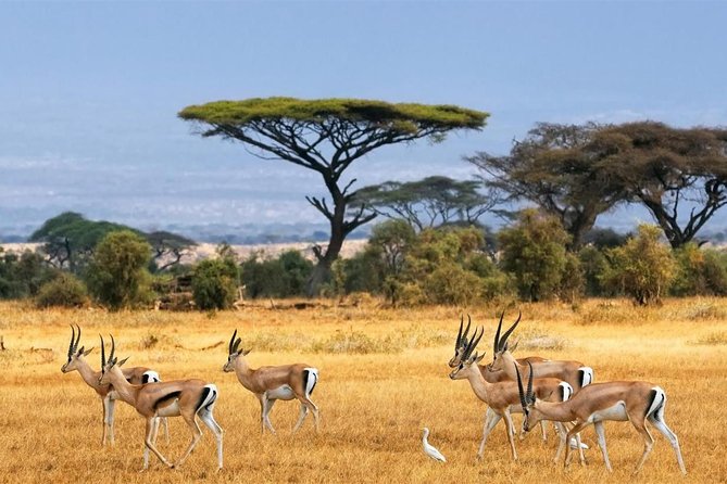 1 Day Classic Amboseli Safari - The early morning grind: pickup, timing, and how to survive it