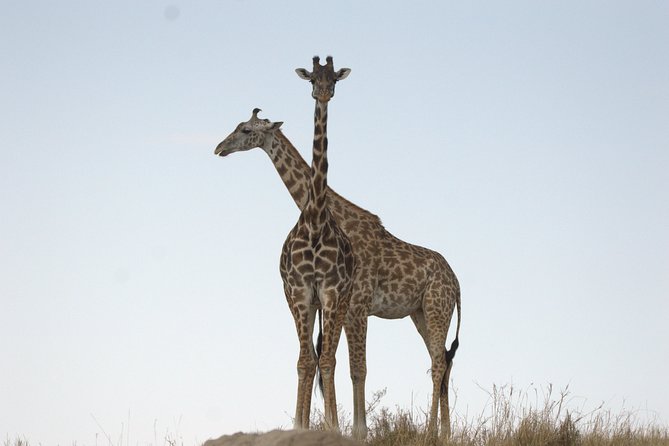 1 Day Hells Gate Biking Safari - Getting out of Nairobi: 7:00 am pickup and a private ride you control