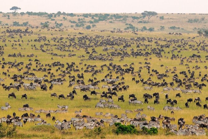 1-Day Maasai Mara Safari - Scheduling, groups, and comfort on a long day