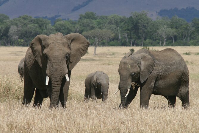 1-Day Maasai Mara Safari - Inside the reserve, how the guide turns hours into sightings