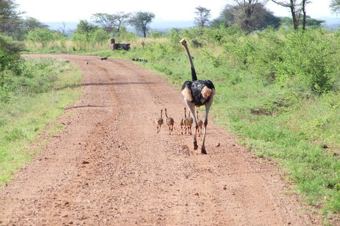 1 Day Red Elephant Safari starting from Diani beach. - The Big Five Promise, and How to Think About Red Elephant Odds