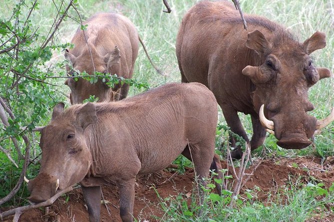 1 Day Red Elephant Safari starting from Diani beach. - What You Actually Get for Your $511: Guide, Lunch, and Ticket Value