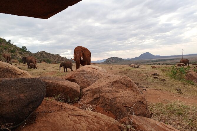 1 Day Red Elephant Safari starting from Diani beach. - Packing and Day-Safari Tips That Keep the Drive Bearable