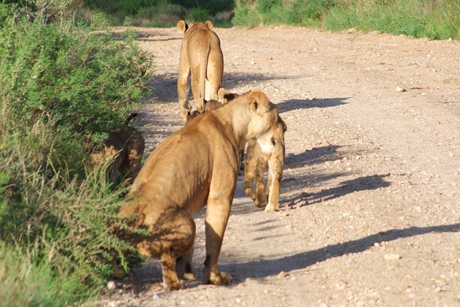 1 Day Red Elephant Safari starting from Diani beach. - Morning Game Drive from Bachuma Gate to Lunch