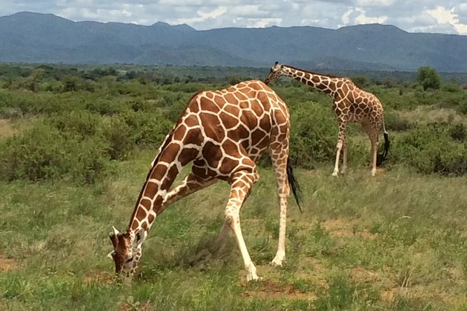 1 Day Shimba Hills starting from Diani Beach. - Diani Beach to Shimba Hills, the easy way
