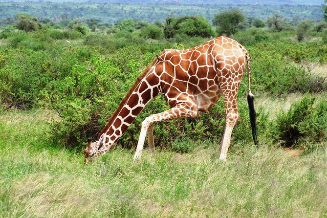 1 Day Shimba Hills starting from Diani Beach. - Price and value: is $248 a good deal?