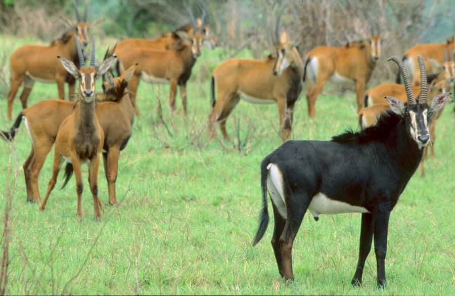 1 day Shimba Hills Tour - Heading out from Diani: the early 7:00 am start that pays off