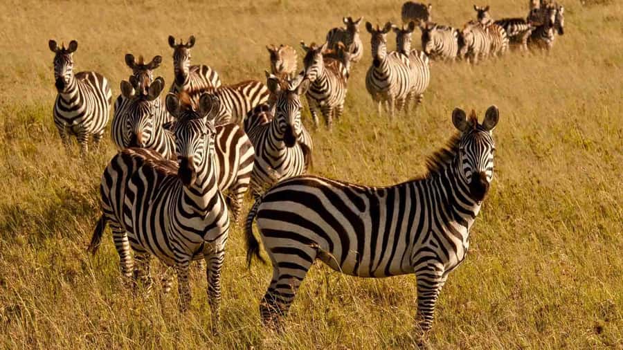 1 day Shimba Hills Tour - Price and what $190 covers, including what to budget for