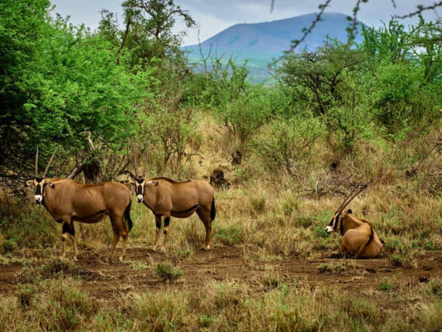 1 day Shimba Hills Tour - Who should choose this Shimba Hills day trip, and who might rethink it