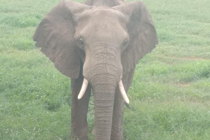 1 day Shimba hills - Early game drive in Shimba Hills: how to set expectations