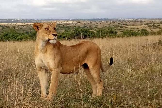 1 Day Tour Nairobi National Park,Giraffe Center&Karen Blixen - Giraffe Centre: A Quick Stop for Tall Friends