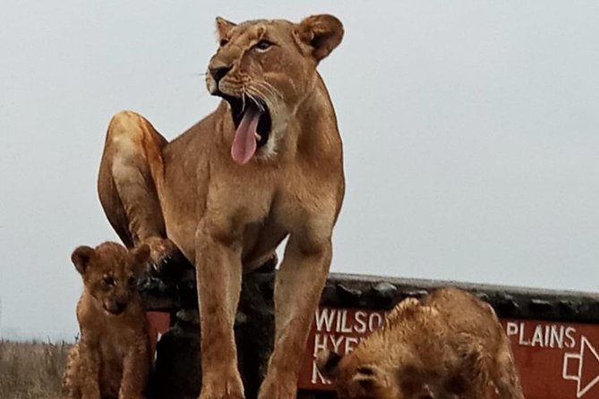 1 Day Tour Nairobi National Park,Giraffe Center&Karen Blixen - Karen Blixen Museum: Out of Africa Meets Real Nairobi