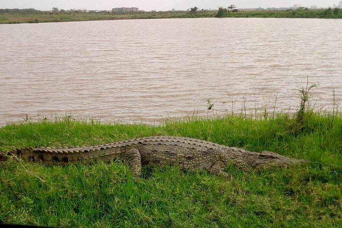 1 Day Tour Nairobi National Park,Giraffe Center&Karen Blixen - Price and Admissions: What $46 Really Buys You