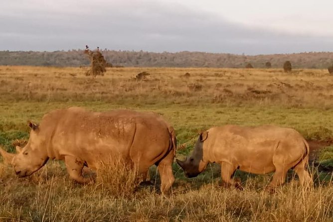 1 Day Tour Nairobi National Park,Giraffe Center&Karen Blixen - Door-to-Door Comfort, Small-Group Control, and Photo Stops