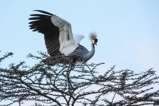 1 Day Tour Nairobi National Park,Giraffe Center&Karen Blixen - Who This One-Day Nairobi Combo Fits Best