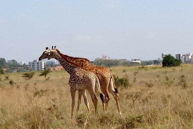 1 Day Tour Nairobi National Park,Giraffe Center&Karen Blixen - Sheldrick Wildlife Trust Nursery: Baby Elephants, and Why the 11am Slot Can Be Tricky