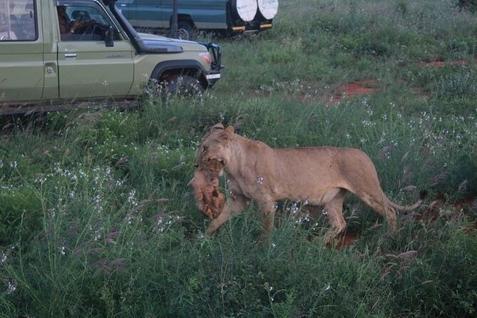 1 Day Tsavo East Safari Discovery of Kenya's Wildlife - Tsavo East from Diani: a day that starts early and moves fast