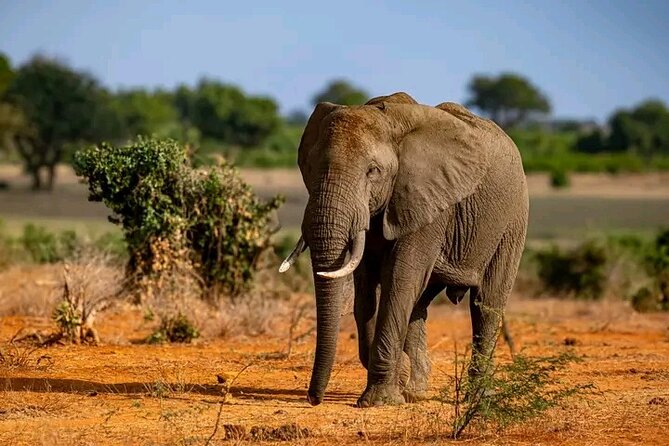 1 Day Tsavo East Safari Discovery of Kenya's Wildlife - Yatta Plateau and Lugard Falls: why the scenery matters for spotting