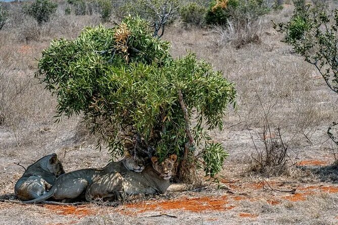 1 Day Tsavo East Safari Discovery of Kenya's Wildlife - Private jeep value: why the $450 price can make sense