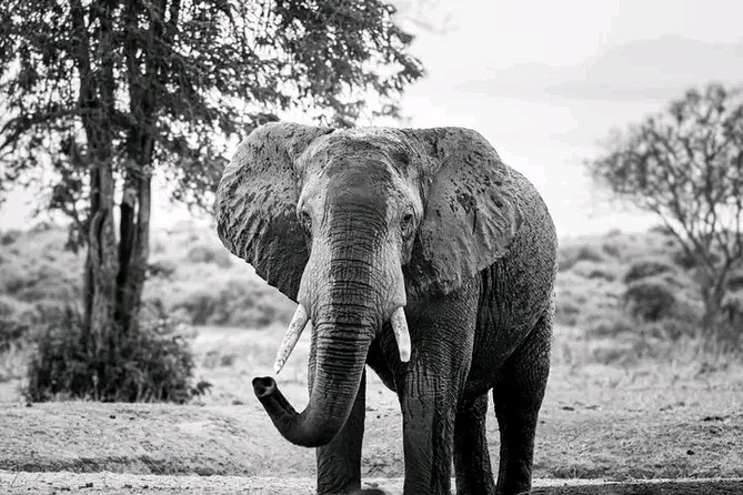 1 Day Tsavo East Safari Discovery of Kenya's Wildlife - The timing details that affect your comfort level