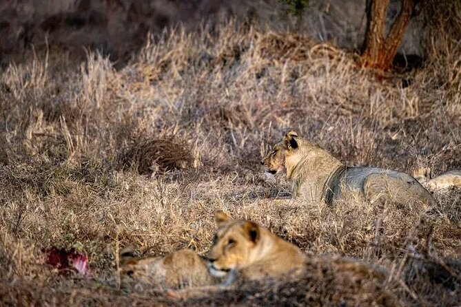 1 Day Tsavo East Safari Discovery of Kenya's Wildlife - Big Five vibes: what you can realistically aim for
