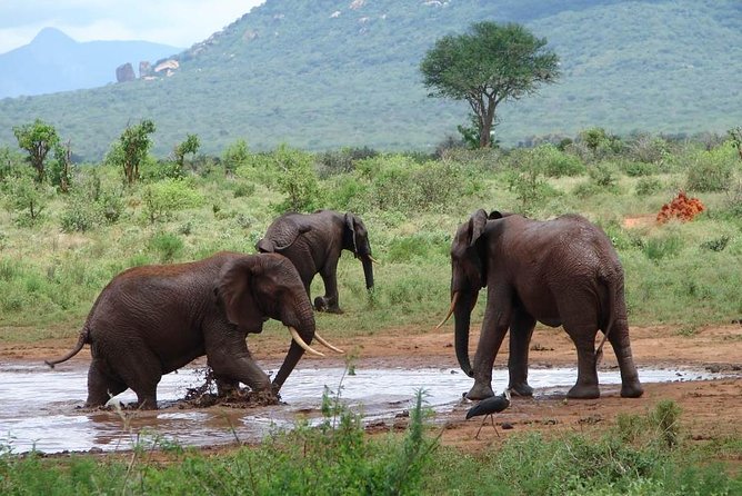 1-Day Tsavo East Safari From Mombasa - Why Tsavo East Works as a 1-Day Safari From Mombasa