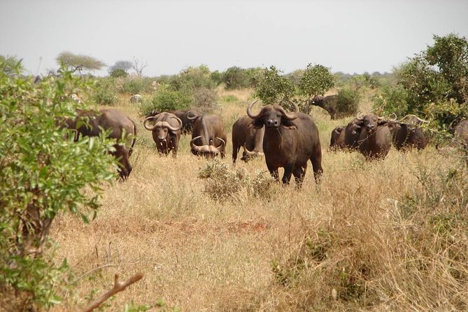 1-Day Tsavo East Safari From Mombasa - Where Ashnil Aruba Fits In (And Why Lunch Matters)