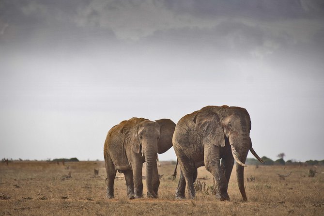 1-Day Tsavo East Safari From Mombasa - The 5:30 am Start and the 12-Hour Rhythm