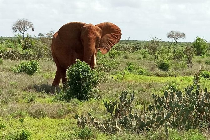 1 Day Tsavo East Safari ( Minimum 2 Pax) - Price and what you actually get for $250