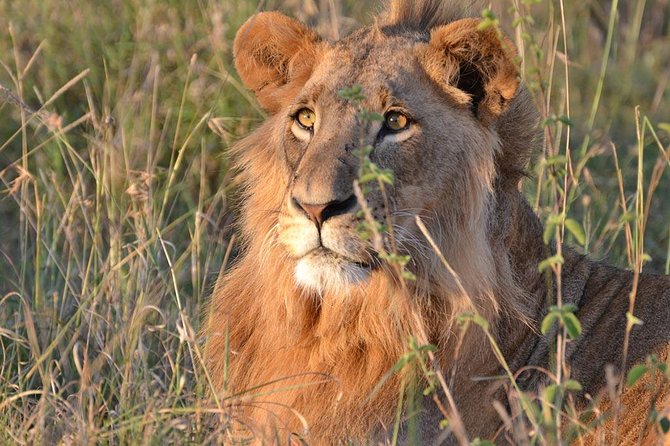 1 Day Tsavo East Safari ( Minimum 2 Pax) - First game drive inside Tsavo East: elephants, lions, cheetah, and more