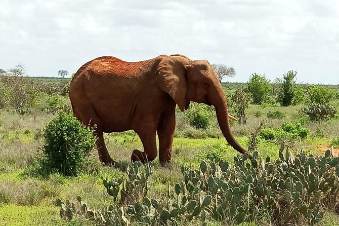 1 Day Tsavo East Safari ( Minimum 2 Pax) - The lunch stop on the Tsavo plains: a real break, not a quick bite