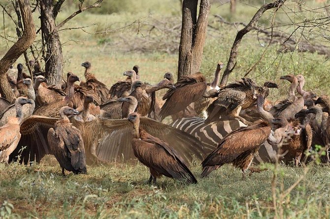 1 Day Tsavo East Safari ( Minimum 2 Pax) - Afternoon game drive: second chance and the drive back at night