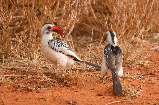 1 Day Tsavo East Safari ( Minimum 2 Pax) - The guide experience, and why driver quality matters