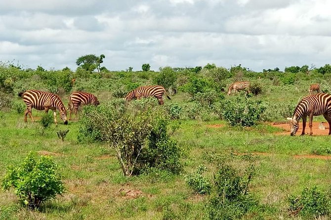 1 Day Tsavo East Safari ( Minimum 2 Pax) - Group size, comfort, and what your body will feel