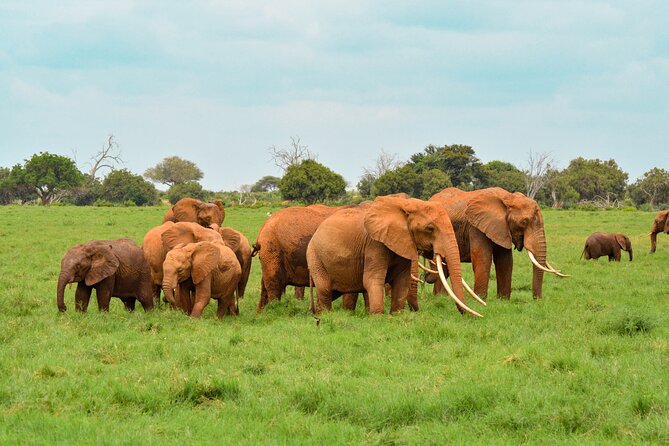 10-Day Private Tour in Big Five Safari and Beaches - Mara extras: when you want more than just driving