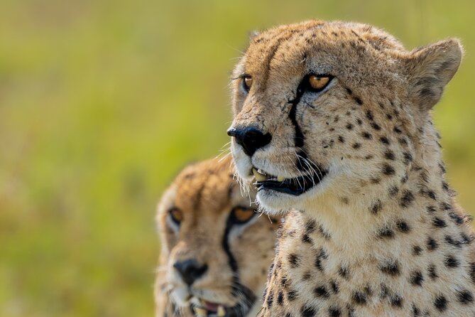 10-Day Private Tour in Big Five Safari and Beaches - Maasai Mara game drives: how the days are structured for better odds