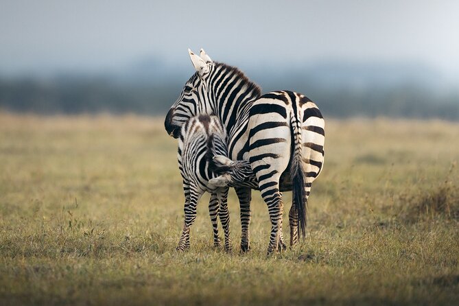 10 -Days Best of Kenya and Tanzania Classic Safari - Crossing Into Tanzania: Namanga, Vehicle Switch, and Arusha Break