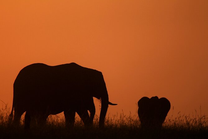 10 -Days Best of Kenya and Tanzania Classic Safari - Serengeti: Morning and Afternoon Drives for Better Odds