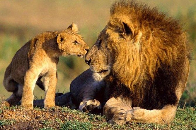 10-Days Explore Kenya Wildlife Private Safari - Your first Samburu day: an afternoon start that still hits hard