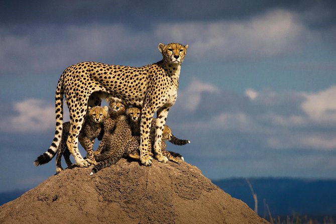 10-Days Kenya Wildlife Private Safari and Mombasa Diani Beach Holidays - Lake Nakuru: birds, rhinos, and a different kind of park day